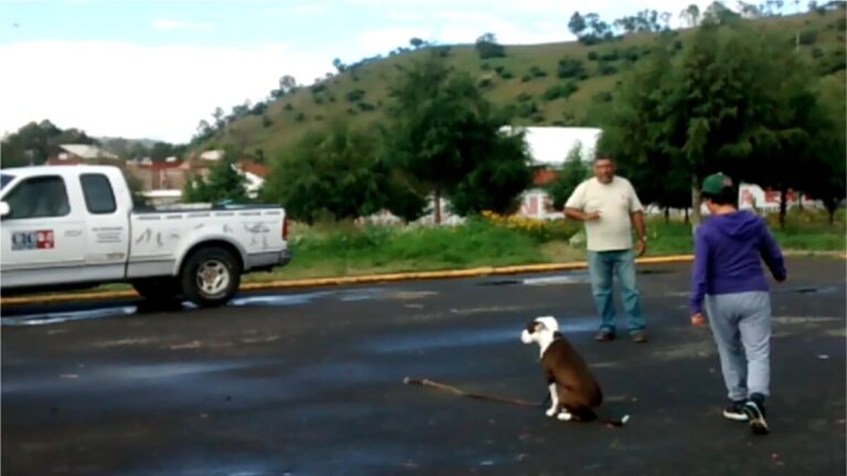 Adiestramiento a domicilio