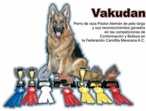 Diversión para perros - Centro integral canino en Ixtapaluca