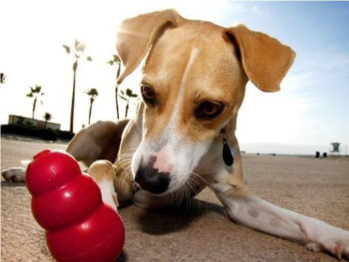 Juguetes para perros