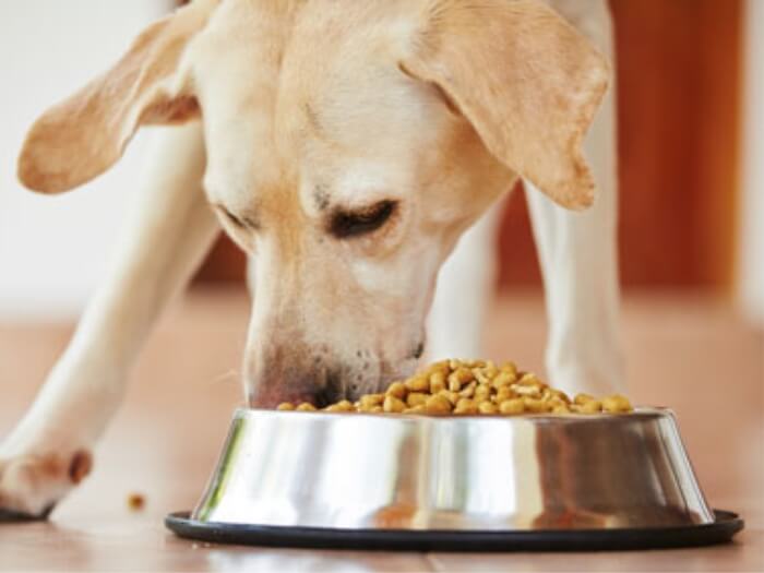 Tips de nutrición en tu perro 1