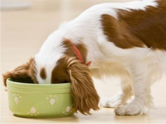 Tips de nutrición en tu perro