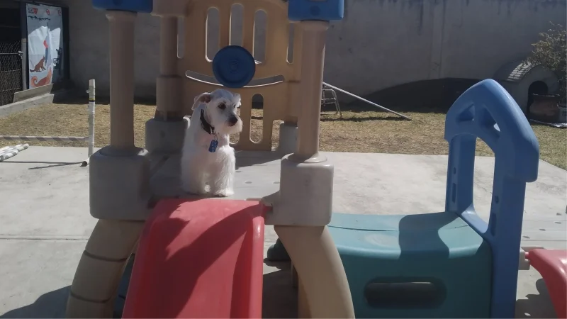 Diversión para perros - Centro integral canino en Ixtapaluca