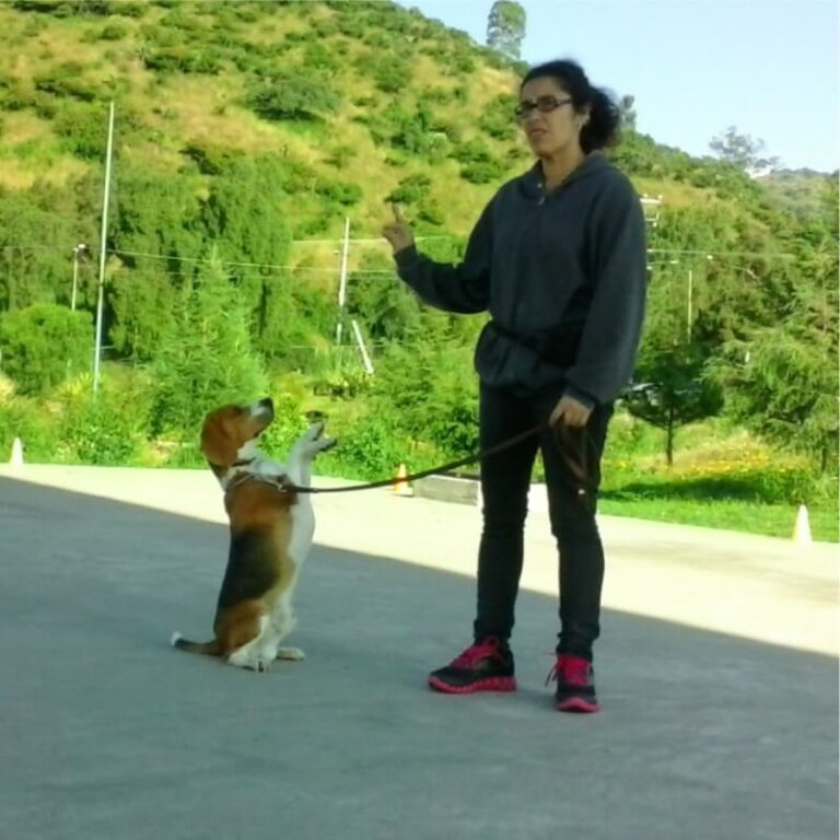 entrenamiento canino a domicilio