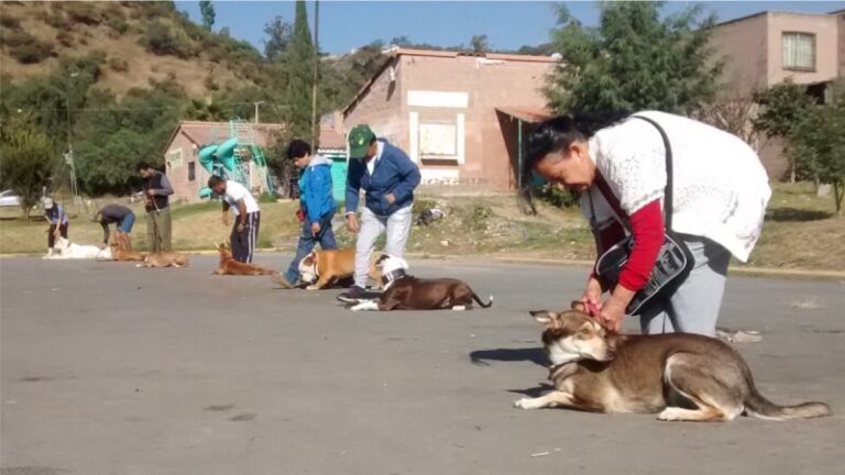 clases de perros en grupo