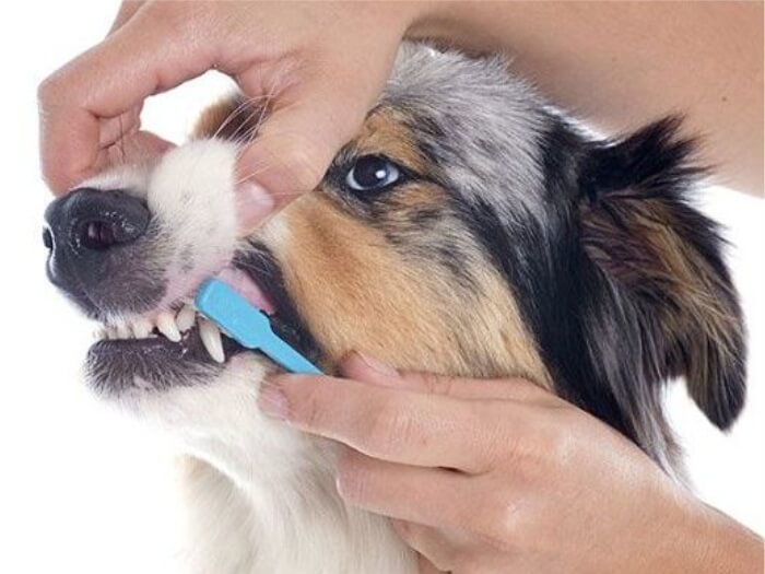 cuidado de los dientes del perro