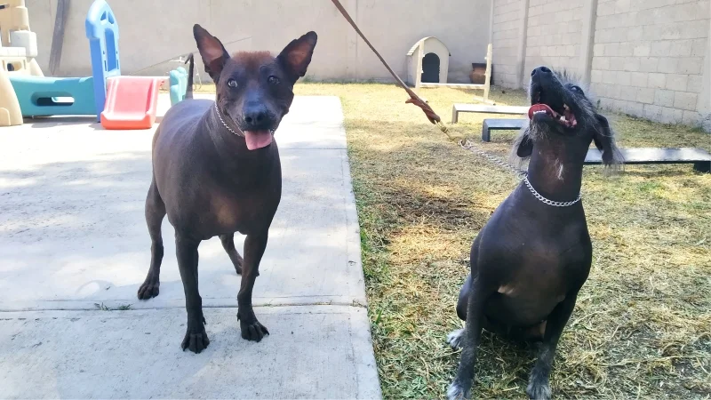 Diversión para perros - Centro integral canino en Ixtapaluca