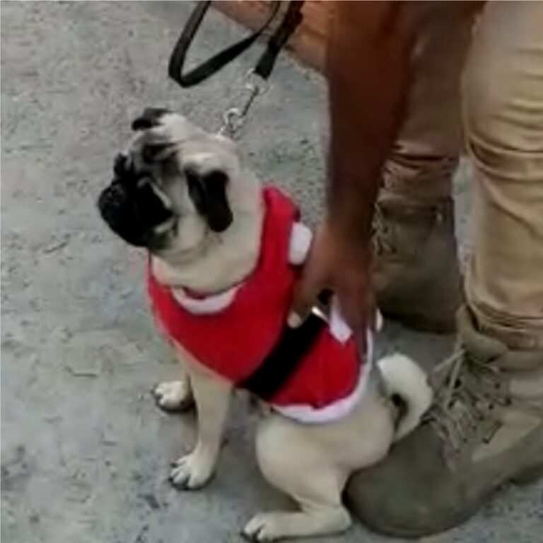 el instructor ayuda a disciplinar a tu perro