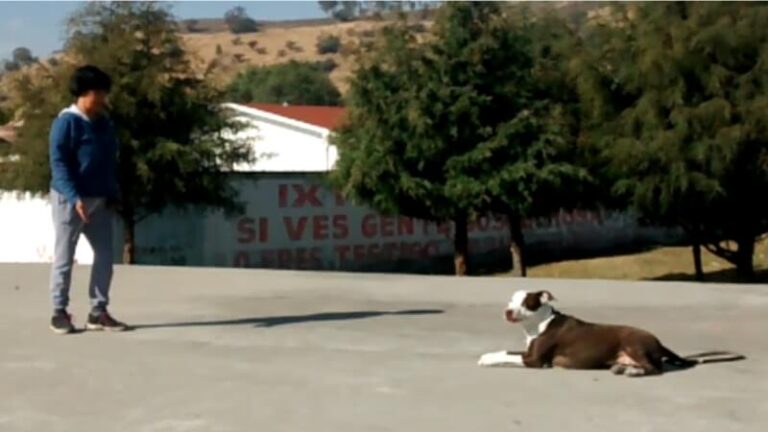 entrenamiento de perros