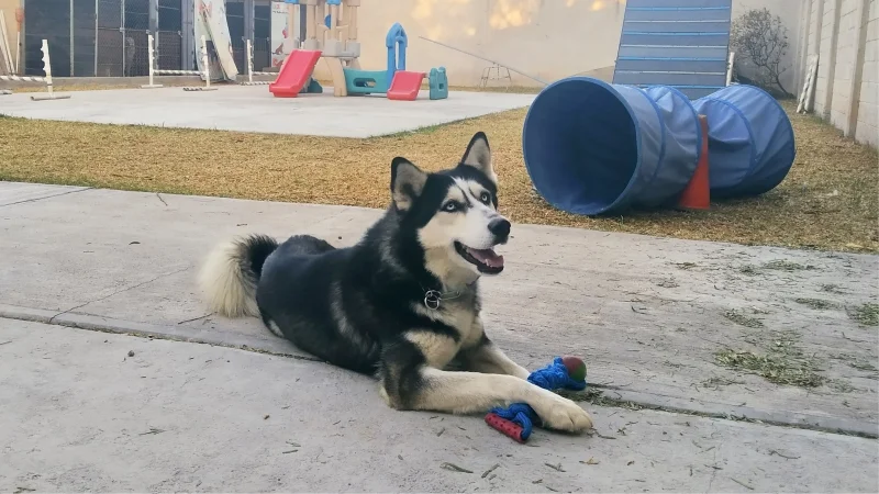 Diversión para perros - Centro integral canino en Ixtapaluca