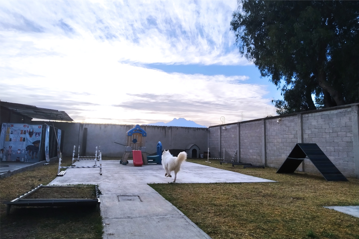 pensión canina en ixtapaluca