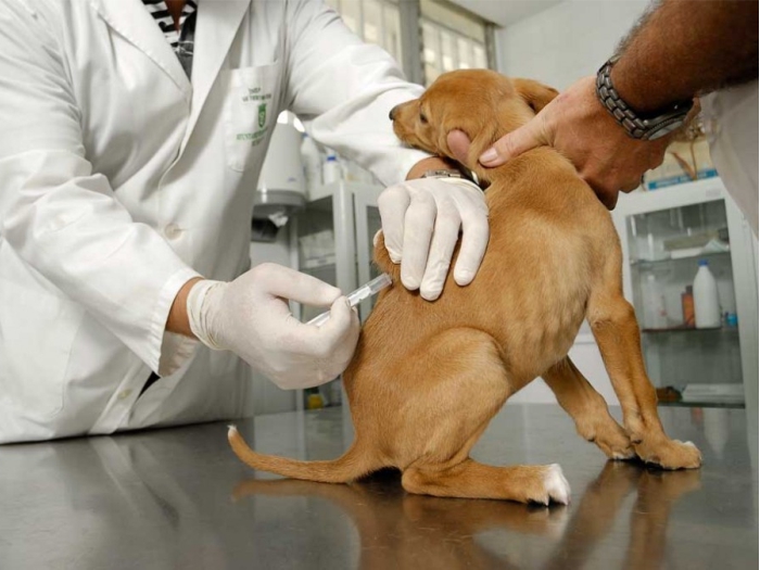 buenas practicas para vacunar a tu perro