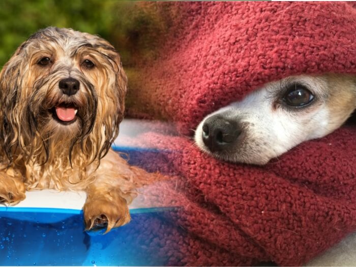 protege a tu perro de cambios de temperatura
