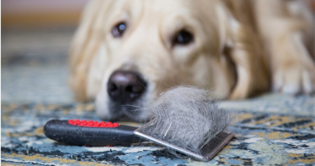 cepillos de pelo para perro