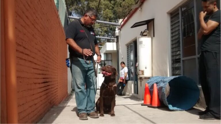 aprende a entrenar a tu perro en ixtapaluca