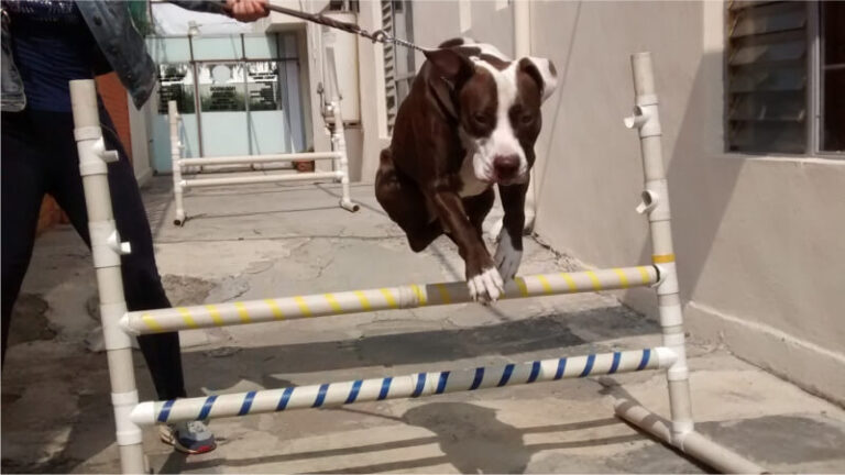 ejercicios para perros clase individual