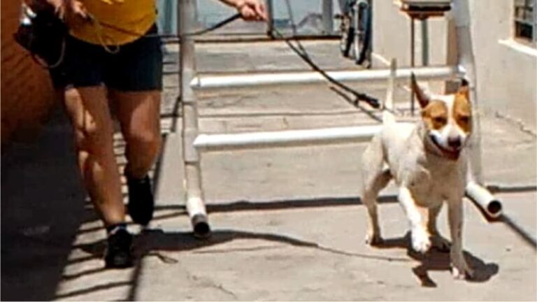 entrena a tu perro en obediencia