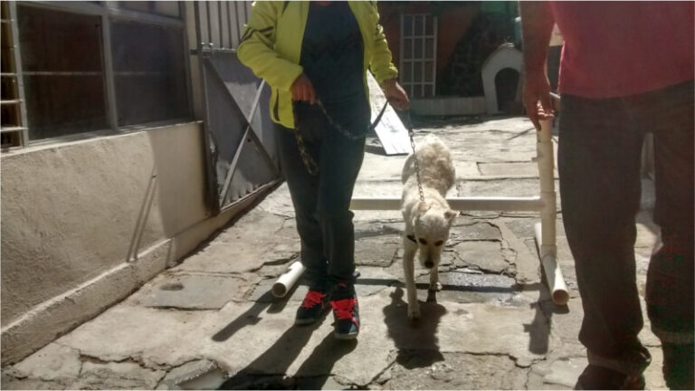 escuela canina en ixtapaluca