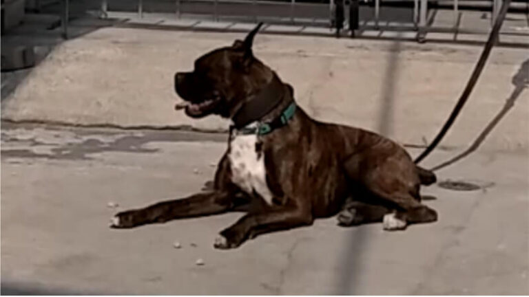 escuela canino en ixtapaluca