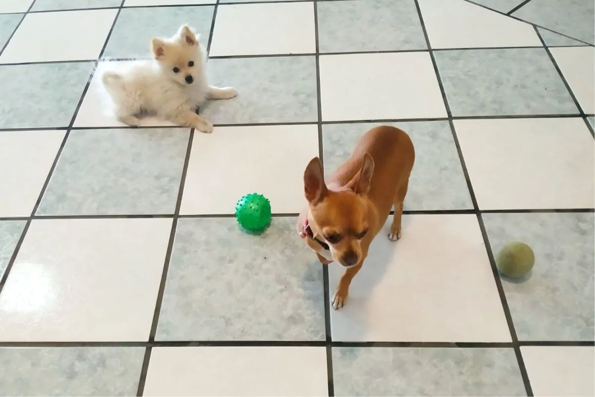 Diversión para perros - Centro integral canino en Ixtapaluca