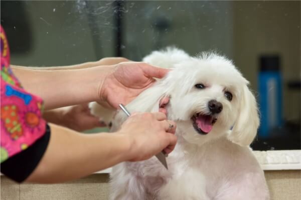 venta de accesorios para la salud de tu perro