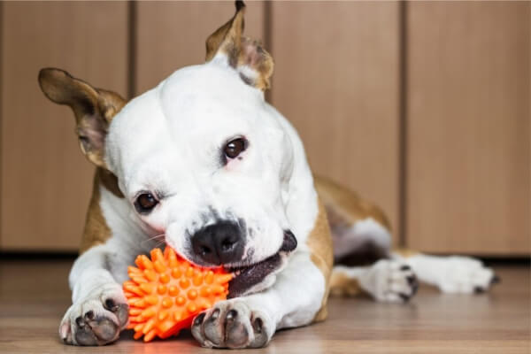 venta de juguetes para perros