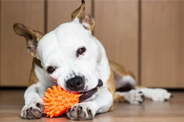 Diversión para perros - Centro integral canino en Ixtapaluca