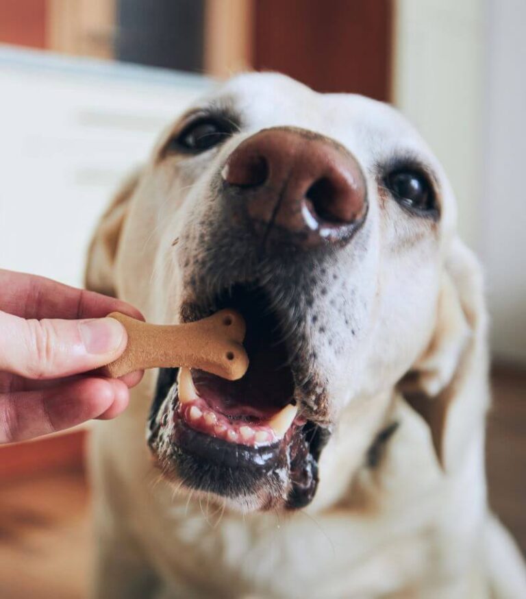 comida y premios para perros en ixtapaluca