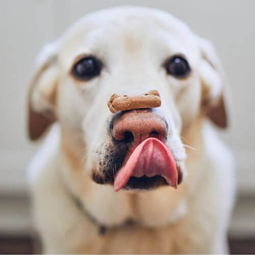 galletas nupec para perros