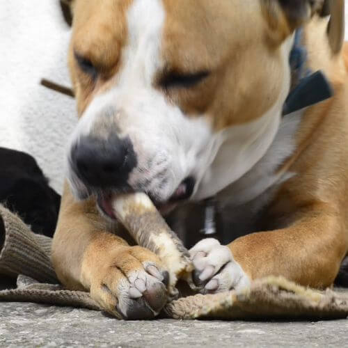 snack para perros